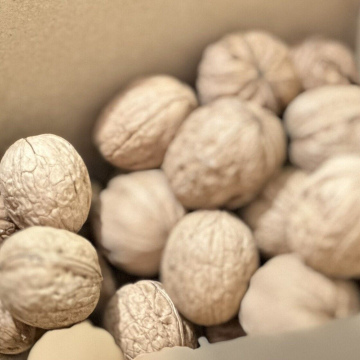 Walnut