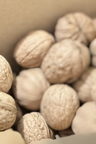 Walnut