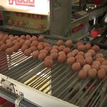 Brown and White Eggs