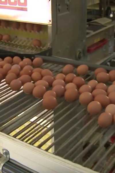 Brown and White Eggs