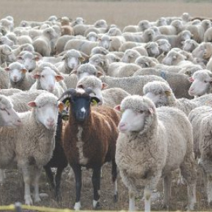 Sheep and Goats