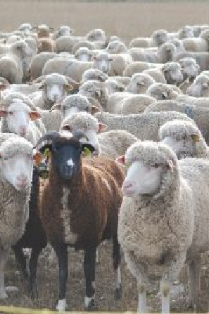 Sheep and Goats
