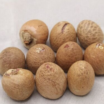 Dried Betel Nut