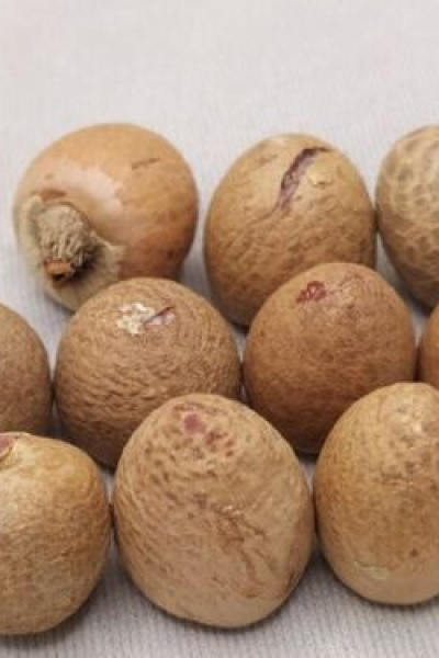 Dried Betel Nut