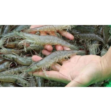 Frozen Shrimp / Prawn