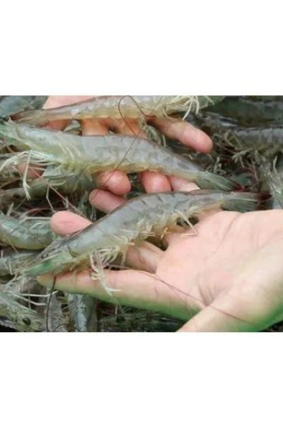 Frozen Shrimp / Prawn