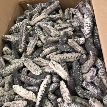 Fresh and Dried Sea Cucumber