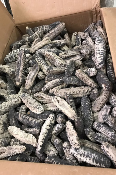 Fresh and Dried Sea Cucumber