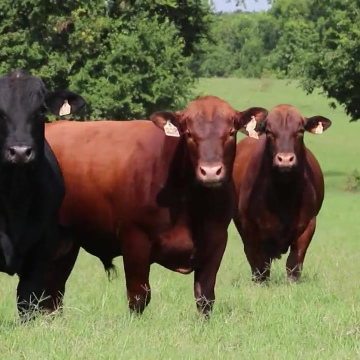 Heifers and Cattles