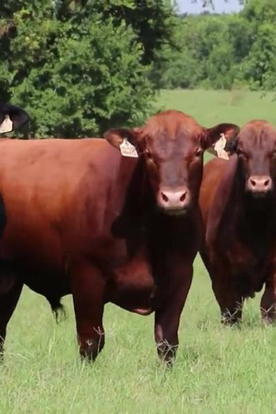 Heifers and Cattles