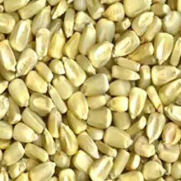 Yellow / White Maize